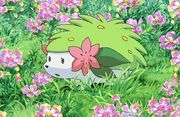 Shaymin 2