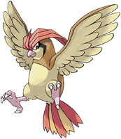 017Pidgeotto