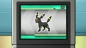 There's a Umbreon here!?!
