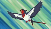 Ash Swellow
