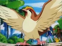 Ash's newly evolved Pidgeot