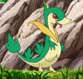 Trip's Servine before evolving into Serperior
