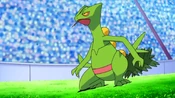 Ash Sceptile