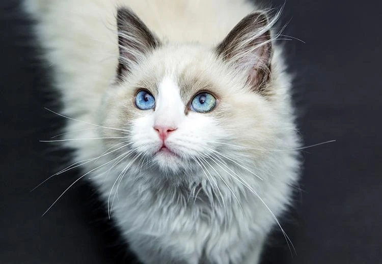 Gato Ragdoll