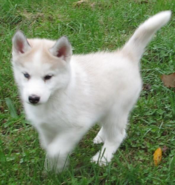 Husky Siberiano Wiki Wikideanimales Fandom