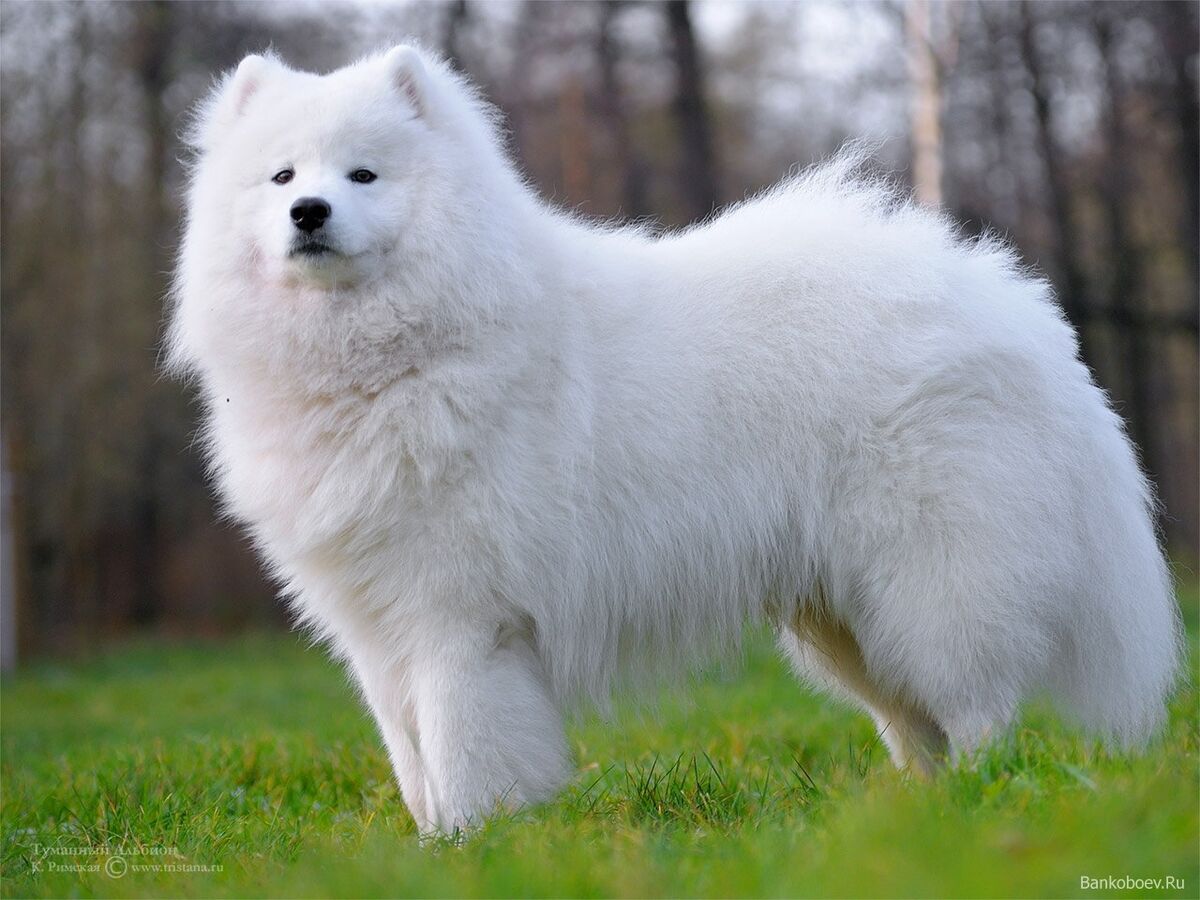 que significa samoyedo