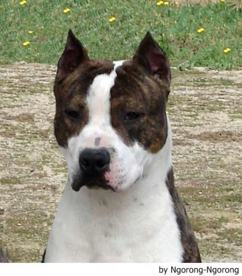 puede un american staffordshire terrier vivir en estados unidos