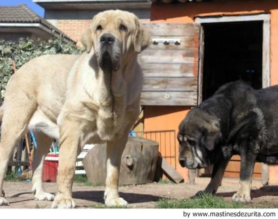 cuando y donde fueron mastin