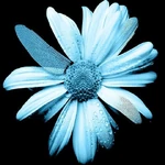 FlowerGlyph.jpg (88 КБ) Первый аватар — ромашка, один из символов сериала «За гранью». Если присмотреться, можно заметить, что один из его лепестков заменен крылом стрекозы.