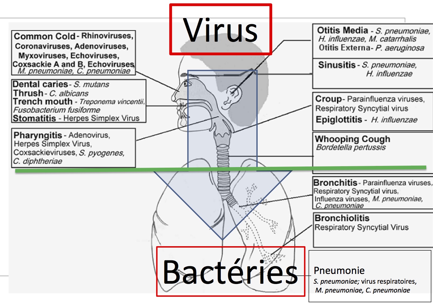 Infections Respiratoires Cours infections respiratoires de l'enfant | Wikige Wiki | Fandom