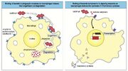 Macrophage vs pathogene