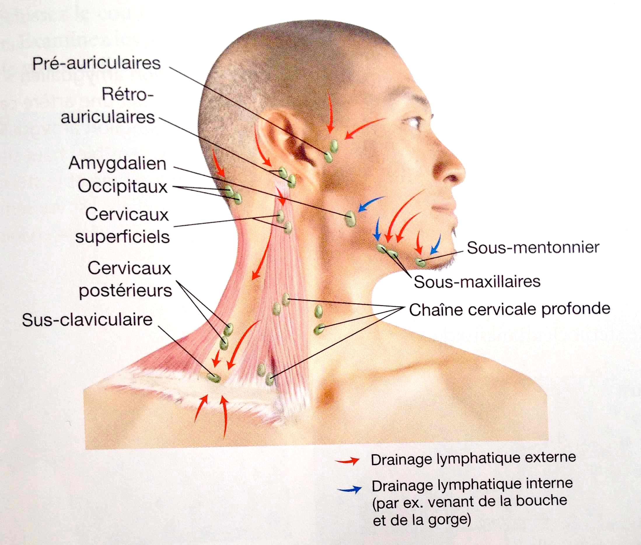 Sémiologie du système Lymphatique | Wikige Wiki | Fandom