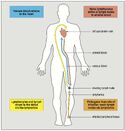 Lymphocyte rencontre pathogene