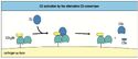 C5 convertase