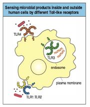 Toll like receptors