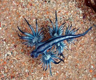 Glaucus-atlanticus01