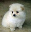 Item Pomeranian Puppy