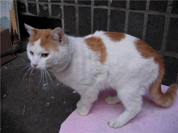 Кошка черная с рыжими пятнами порода. Турецкий Ван короткошерстный рыже белый. Турецкий Ван рыжий гладкошерстный. Гладкошерстный турецкий Ван рыже белый. Белая кошка с рыжими пятнами.
