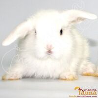Conejo Bellier Wiki Wikipets Fandom