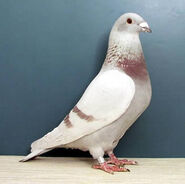 Pigeon44