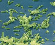 Bacteria