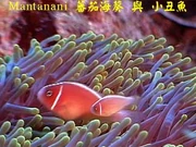 海葵與小丑魚