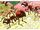 Hormigas rojas (El sulfato atómico.)