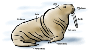 Walrusdiagram