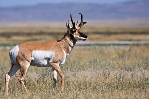 Pronghorn Antelope Wild America Wiki Fandom