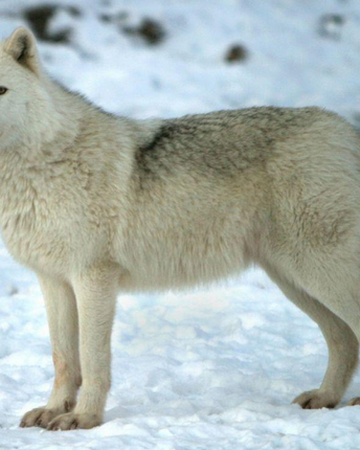 Arctic Wolf Wild America Wiki Fandom