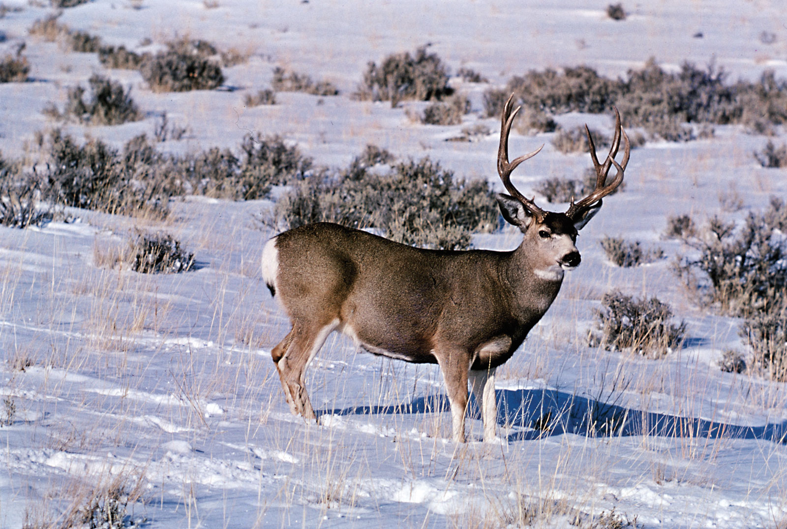 Mule Deer, Wild America Wiki