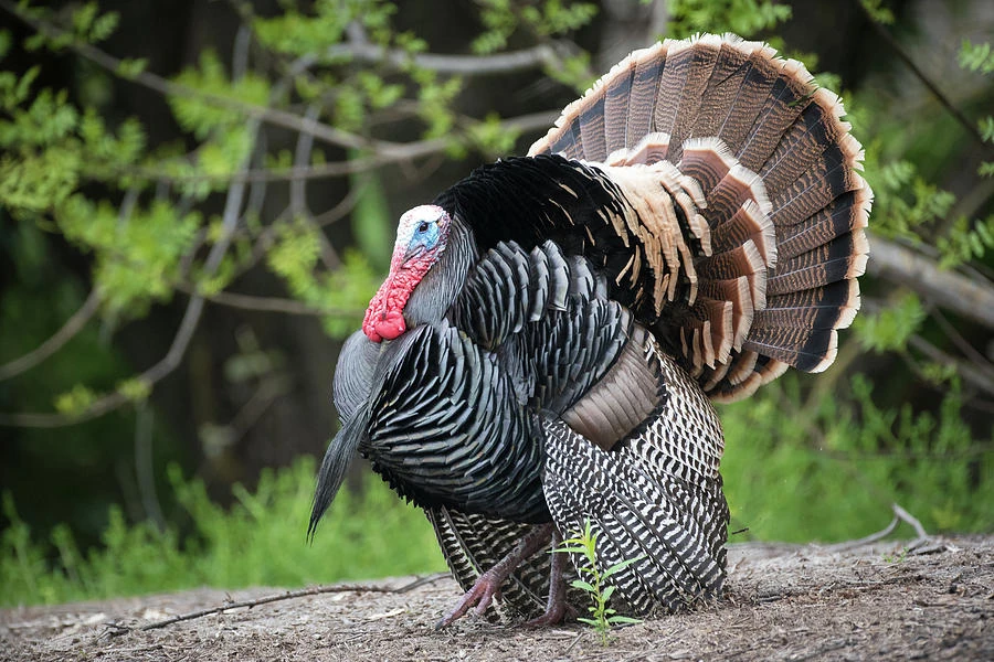 Wild Turkey | Wild America Wiki | Fandom