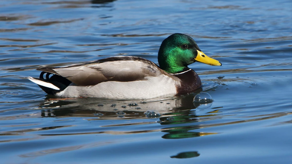 Mallard Duck | Wild America Wiki | Fandom