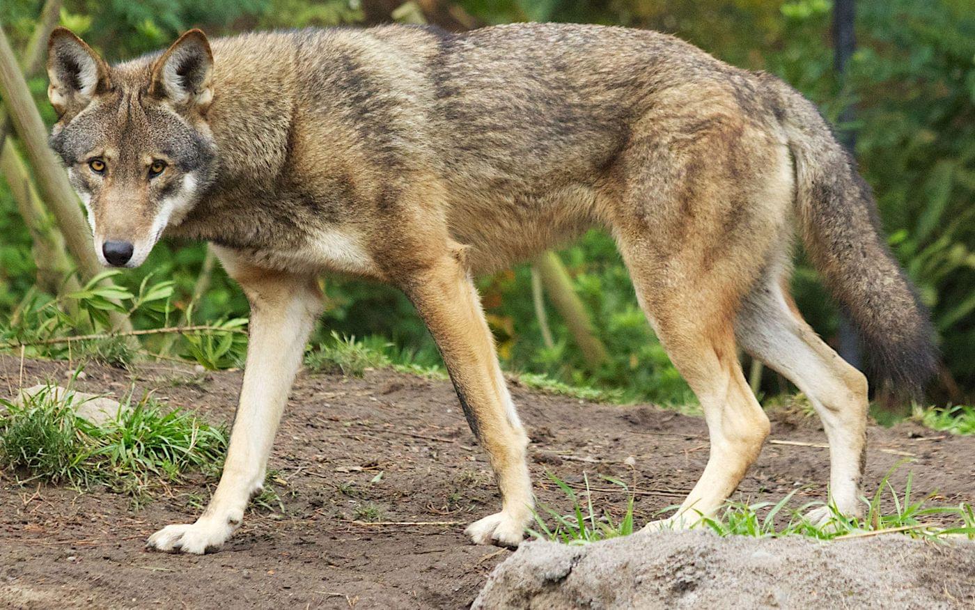 red wolf pair