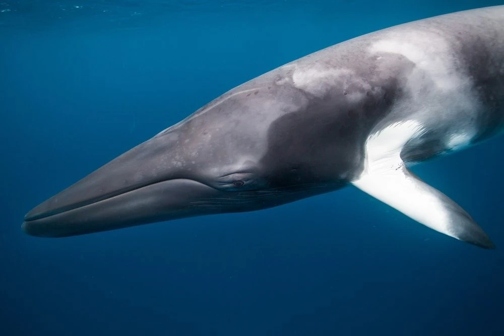 Minke Whale Wild America Wiki Fandom