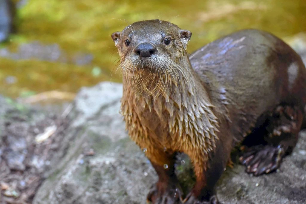River Otter | Wild America Wiki | Fandom