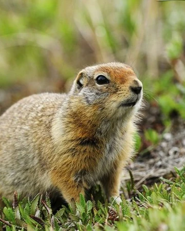 Arctic Ground Squirrel Wild America Wiki Fandom