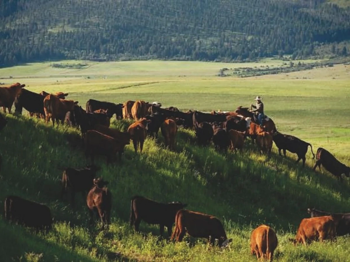 Ranching | Wild America Wiki | Fandom
