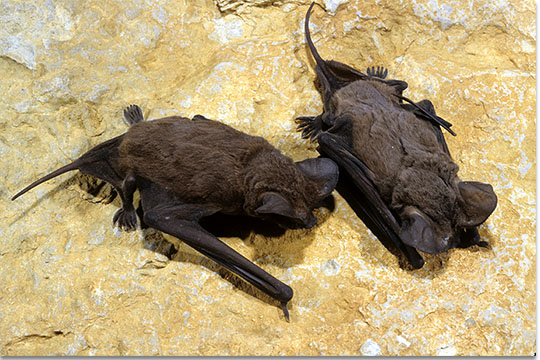 Brazilian Free tailed Bat | Wild America Wiki | Fandom