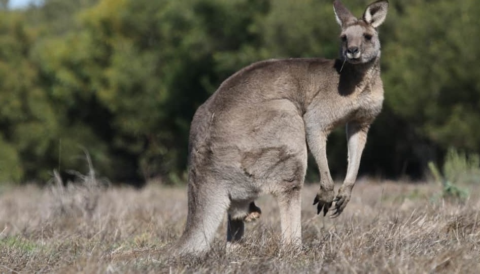 Eastern Gray Kangaroo | Wild Australia Wiki | Fandom