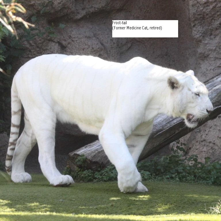 Medicine Cat WildClan Warriors Wiki Fandom