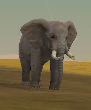 Giant Elephant, WildCraft Wiki