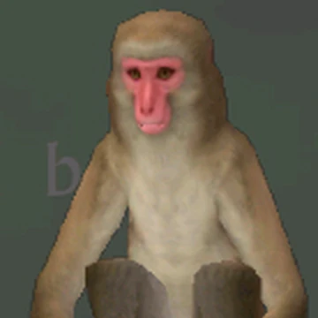 Japanese Macaque Wildcraft Wiki Fandom