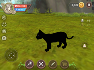 Glitched common skin on a tiger cub (Taken by Jingles1225)