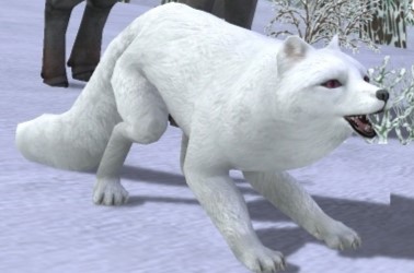 Arctic Fox | WildCraft Wiki | Fandom