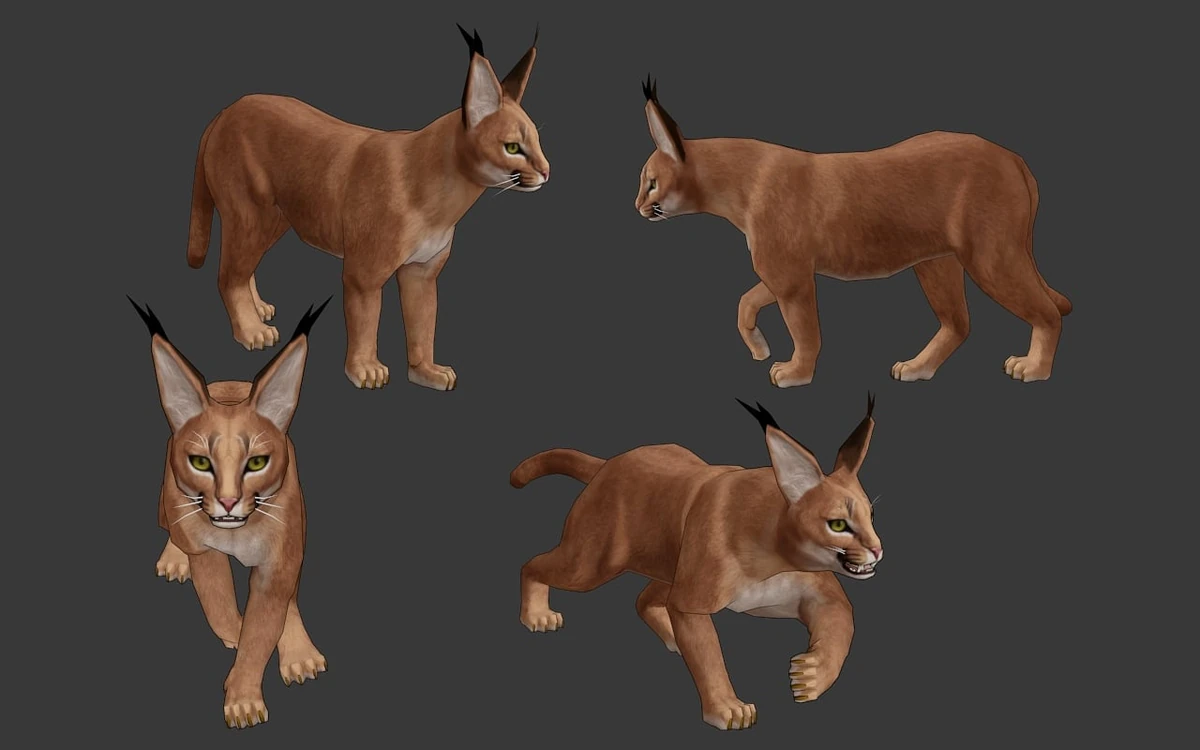 Caracal WildCraft Wiki Fandom