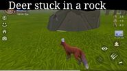 Deer stuck in a rock. (Taken by Brother Wolf84)