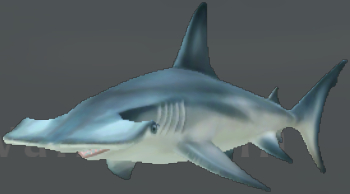 Hammerhead shark, WildCraft Wiki