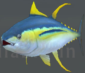 Yellowfin tuna, WildCraft Wiki