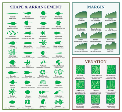 Leaf morphology